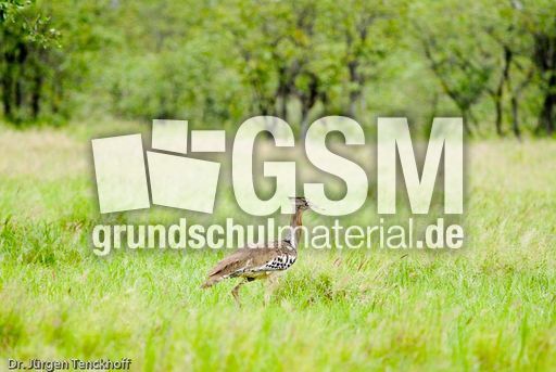 Riesentrappe (2 von 3).jpg